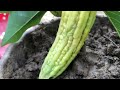 Does Bitter Melon fruit need sun to grow? Growing How to Bitter Melon fruit