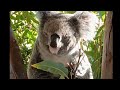 호주여행중 코알라 보았습니다. I saw koalas during my trip to Australia.