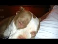 Sleepy pit bull