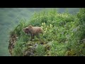 Fearless Mama Bear Protects Cubs- Katmai Alaska