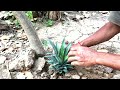 Amazing Idea | I didn't expect it to be so easy to grow pineapple on the terrace