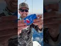 Giant Squid Bites Soda Can