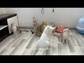 Try Not To Laugh 😂 Funniest Cats and Dogs 2024 😹🐶 Part 36