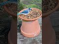 Blue Jay Visits Homemade Bird Feeder