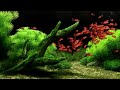 Dream Aquarium - All The Fish (4K)