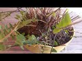 How To Repot Boston Fern | Repotting Houseplants - Boston Fern  Repotting #bostonfern #repotting