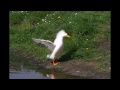 120fps - Duck in slowmotion - Galaxy Camera