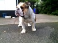 English Bulldog  Guard dog