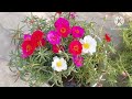 पार्टुलाका में सैकड़ों फूलों के लिए सिर्फ एक बार डालें.Portulaca plant care & fertilizer. Moss rose.