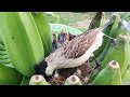 Mother bird throws away the food in the nest | 8 days