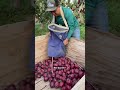 Increíble luce la roja escarlata 🍎 #agriculture  #trabajo  #amazing  #farm