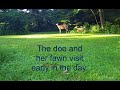 Fawn