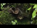 A Small Puddle In A Humid Jungle Dart Frog Paludarium