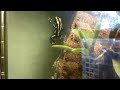 Poison Dart Frog Climbing