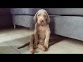 Just Weimaraner sleepy baby girl /5 weeks old/