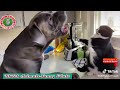 🐱🐶The smart elephant garlanded a man&more || TikTok Animals-Funny and Cute Channel.🐒🐦