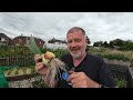 Onions and White Rot: Have I Discovered the Secret to Growing White Rot Free Onions?