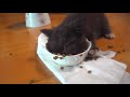 Kitten, the Messy Eater when Extreme Hungry