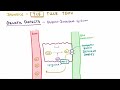 Jaundice - causes, treatment & pathology