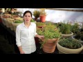 Growing Beets in a Container