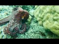 Octopus chase