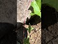 Ants take spider to nest