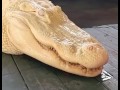 Albino Alligator Smiles