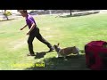 Corgi Dream AKC Novice Tricks Test #trickdog