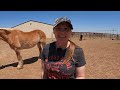 Belgian Draft horse and 2 day old foal saved from almost being shipped to slaughter update - Ep.59