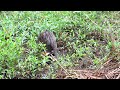 Nutria - totally unconcerned with my presence 25 ft away