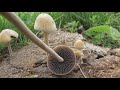 Protostropharia semiglobata,  the dung roundhead, the halfglobe mushroom, the hemispheric stropharia