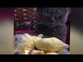 Funniest Animals 😅 New Funny Cats and Dogs Videos 😸🐶