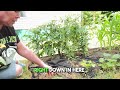 Beginning Organic Gardening: Growing Your Own Food Naturally