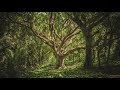 10 Hours of Forest Wind Sound for Sleep and Relaxation