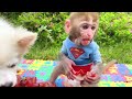 Monkey BonBon Eat Colorful Chipchip Candy and Swim with Cute Puppy - BonBon Farm