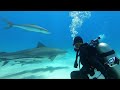 Scuba Diving in Tiger Beach with Epic Diving - Apr 2022