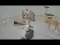 TRY NOT TO LAUGH 😂😻 Funny And Cute Animal Videos 2024 😹😍