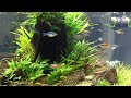 Planted Rainbowfish Haven