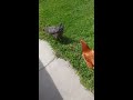 when chickens attack