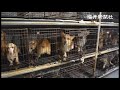 すし詰め子犬工場「まるで地獄」ー Jam-packed puppy mill 