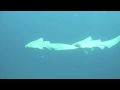 Leopard Sharks  in Similan Islands