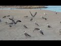 Des mouettes sur la plage de Blanes