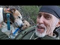 Harvesting Wild Pork in Beautiful New Zealand Wilderness with 2 Dogs & Knife