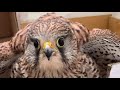 2020황조롱이 육아13 Kestrel nesting13 -씩씩한 막내들 Tough yongests!!