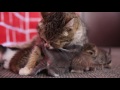 Mom cat feeding five cute meowing kittens