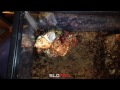 Big Hermit Crab moving into new shell. Slow motion HD video