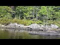 Spotted a pack of coyotes while kayaking.