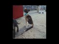 🐕😘 Try Not To Laugh Dogs And Cats 🐶❤️ New Funny Animals 2024 # 23