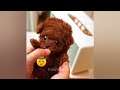 Funniest Animals 2024 😂 Best Funny Cats and Dogs 😻🐶 Part 02 | Cute Baby Animals