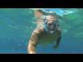 Feeding fish French fries in Cozumel snorkeling nov 2016 Mexico